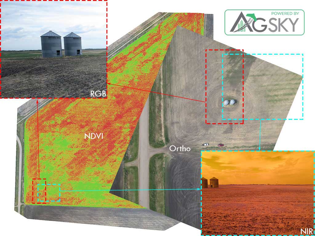 Wild Oats Image Comparison from Field Photos to UAV / Drone Data